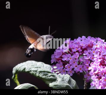Kolibri Hawk Moth Macroglossum stellatarum schwebt über Pink Buddleia und verwendet Proboscis, um Nektar zu sammeln Stockfoto