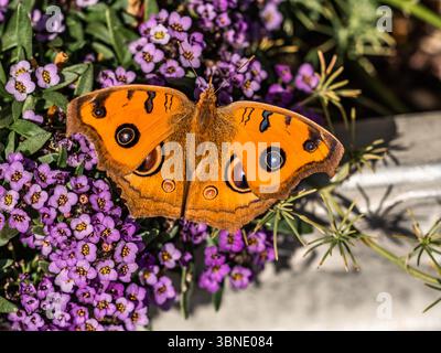Ein heller, orangenfarbiger orientalischer Pfauenpfälzer, Junonia almana, ruht auf Blumen in einem Pflanzkasten vor einem Haus in der Präfektur Fukuoka Stockfoto