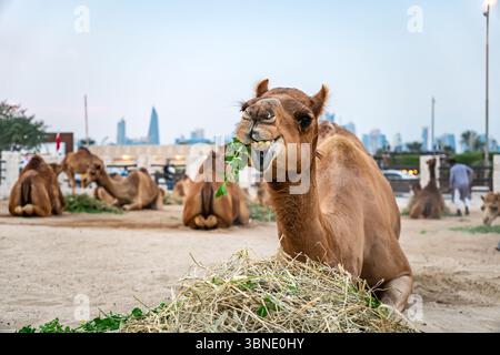 Kamelmarkt im Souq Waqif in Doha, der Hauptstadt Katars. Es gibt viele Kamele im Korral. Viele Kamele essen auf der Farm. Stockfoto