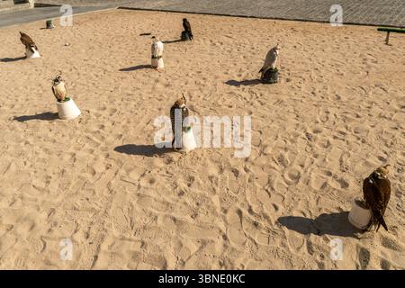 Doha, Katar: falken bei Katara International Hunting and Falcons Exhibition. Doha Falcon Souq Stockfoto
