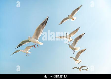 Vogelschwärme, die am Himmel fliegen. Sichtbare Silhouetten der Möwen. Stockfoto