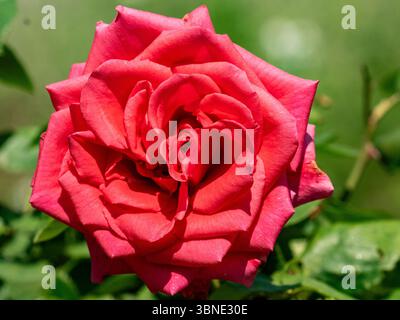 Nahaufnahme einer isolierten Rosenblume, die in einem Rosengarten in der Nähe des Izumi-Waldes in Yamato, Japan blüht. Stockfoto