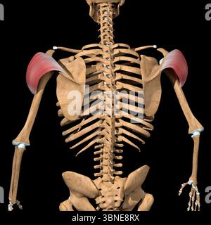 Diese 3D-Abbildung zeigt die Rückansicht des hinteren Kopfes der Deltamuskeln Stockfoto
