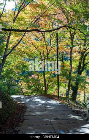 Ein gewundener Steinweg durch einen Wald mit den Farben des frühen Herbstes, mit Sonnenlicht durch Ahornbäume in der malerischen Gegend von Takao. Ukyo Ward, Kyoto Stockfoto