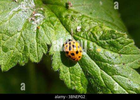 Harlekin Marienkäfer auf Blatt Stockfoto