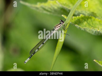 Gewöhnliche blaue Damselfliege, die auf Gras thront Stockfoto