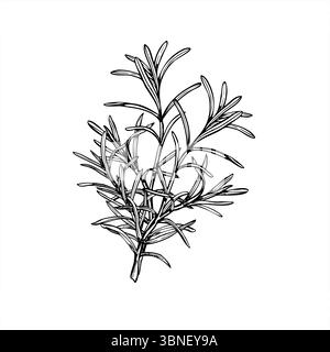Rosmarin Blumenstrauß Vektor Illustration gemalt von schwarzen Tinten. Mediterranes Gewürz aromatische frische Lavendelkräuter Ätzzeichnung. Duftende Pflanze Stock Vektor