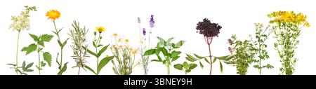Die wichtigsten Heilpflanzen aus Natur und Garten Stockfoto