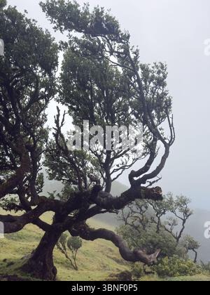 Umgeben von alten, knorrigen Bäumen, die mit Moos bedeckt sind, taucht der Fanal-Wald auf Madeira in einem trüben, nebeligen Schleier auf. Seine ätherische Schönheit, gebadet in weicher, celestia Stockfoto