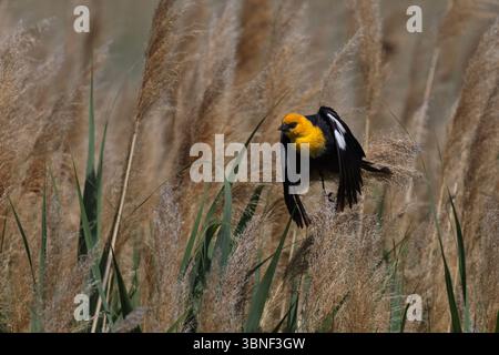 Bunt gefärbte gelbe Spitzbarsche vor Marschlandhintergrund getrockneter goldener und grüner Gräser des Bear River National Wildlife Refuge in Utah Stockfoto