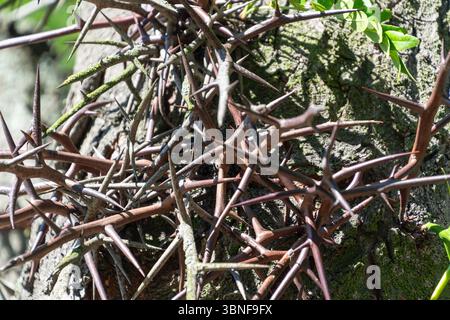 Nahaufnahme scharfer Dornäste im Sonnenlicht. Die Honig-Heuschrecke, Gleditsia triacanthos, die Dornrösche. Stockfoto