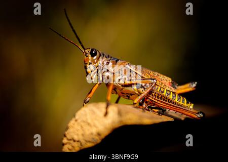 Grashüpfer, Florida, Nahaufnahme Stockfoto
