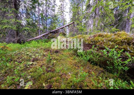 Alte Baumstämme von mit Moos und Heidelbeeren bedeckten Fichten im Urwald des Gutulia-Nationalparks (Engerdal, Innlandet) im Osten Norwegens. Stockfoto
