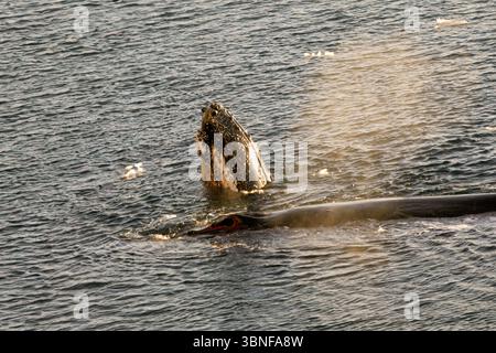 Ein Buckelwal (Megaptera novaeangliae) bricht, während ihr Kalb in der Gerlache-Straße bei Nansen vor der antarktischen Halbinsel weht. Stockfoto