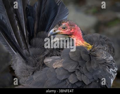 Australian Brush truthahn, Lamington National Park, Queensland, Australien. Stockfoto