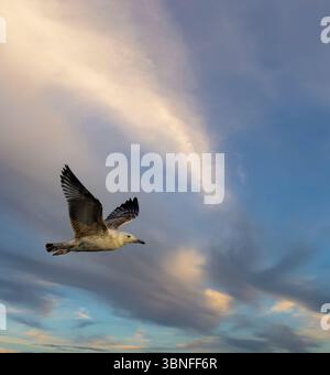 Majestätische Möwen, die während eines wunderschönen Sonnenuntergangs durch den lebendigen Himmel über Razice in Südböhmen, Tschechien, schweben Stockfoto