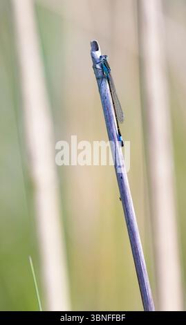 Libelle auf einem schmalen Schilf in natürlicher Umgebung Stockfoto