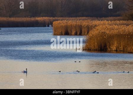 Schwäne und Enten schwimmen in einem ruhigen Feuchtgebiet bei Sonnenuntergang Stockfoto