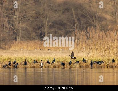 Gruppe großer Kormorane, die über einen See in der südböhmischen Region, Tschechien, ruht und fliegt Stockfoto