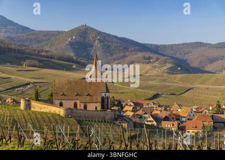 Malerischer Blick auf die befestigte Kirche von Hunawihr, umgeben von Weinbergen und mit den drei Schlössern von Haut Eguisheim im Hintergrund, im Elsass, Fr. Stockfoto