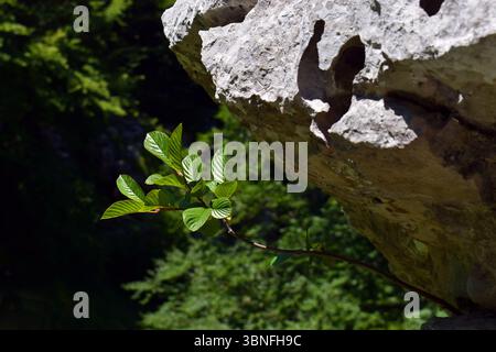 Ein Weißbalken (Aria edulis oder Sorbus aria) wächst zwischen Kalksteinen Stockfoto