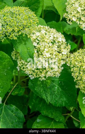 Äpfel, die im Sommer im Garten wachsen, selektiver Fokus. Stockfoto