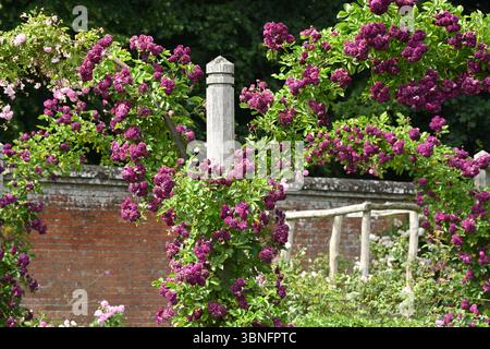 Violette Sommerblüten der violetten rambler Rose, Rosa Bleu Magenta im britischen Garten Juni Stockfoto