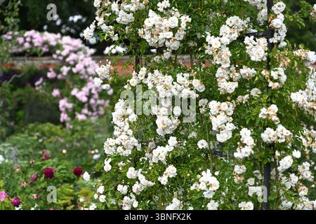 Rosengarten mit Rosen rosa Schneedrift und Debutante wächst auf Supports UK June Stockfoto