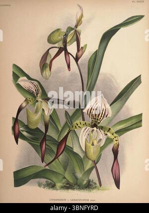 Lindenia - Iconographie des Orchidees - Platte 529. Stockfoto