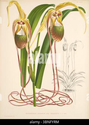 Lindenia - Iconographie des Orchidees - Platte 096. Stockfoto