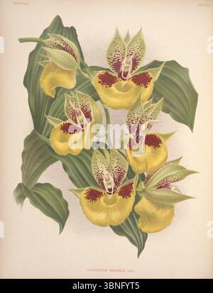Lindenia - Iconographie des Orchidees - Platte 458. Stockfoto