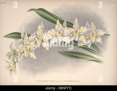 Lindenia - Iconographie des Orchidees - Platte 492. Stockfoto