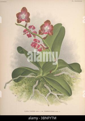 Lindenia - Iconographie des Orchidees - Platte 488. Stockfoto