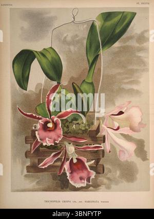 Lindenia - Iconographie des Orchidees - Platte 527. Stockfoto