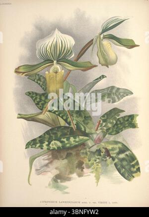 Lindenia - Iconographie des Orchidees - Platte 546. Stockfoto