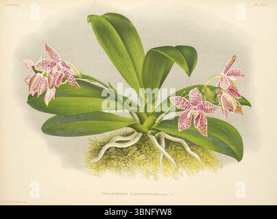 Lindenia - Iconographie des Orchidees - Platte 094. Stockfoto