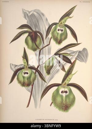 Lindenia - Iconographie des Orchidees - Platte 487. Stockfoto