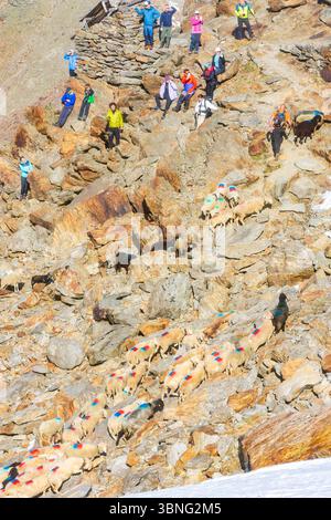 Schaffahrt am Niederjoch Schnalskamm, in der Nähe der Berghütte Similaunhütte. Die Schaffahrt über den Ötztaler Alpenkamm ist ein besonderes Erlebnis Stockfoto