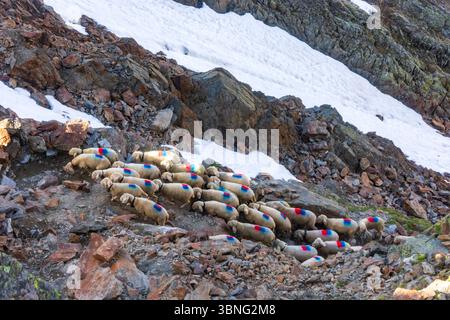Schaffahrt am Niederjoch Schnalskamm, in der Nähe der Berghütte Similaunhütte. Die Schaffahrt über den Ötztaler Alpenkamm ist ein besonderes Erlebnis Stockfoto