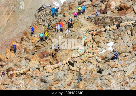 Schaffahrt am Niederjoch Schnalskamm, in der Nähe der Berghütte Similaunhütte. Die Schaffahrt über den Ötztaler Alpenkamm ist ein besonderes Erlebnis Stockfoto