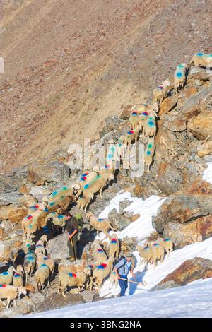 Schaffahrt am Niederjoch Schnalskamm, in der Nähe der Berghütte Similaunhütte. Die Schaffahrt über den Ötztaler Alpenkamm ist ein besonderes Erlebnis Stockfoto