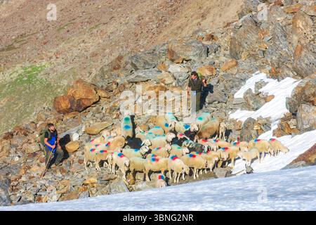 Schaffahrt am Niederjoch Schnalskamm, in der Nähe der Berghütte Similaunhütte. Die Schaffahrt über den Ötztaler Alpenkamm ist ein besonderes Erlebnis Stockfoto