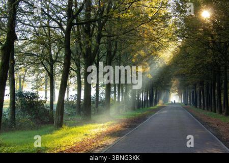 Morgensonnen, die durch die Bäume strahlen, vertreiben den Nebel in den Wäldern von Doetinchem. Stockfoto