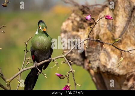 Turaco, Vogel aus Zentral- und Südafrika, sitzt auf einer brache, ruht und macht eine Pause. Genießen Sie das Sonnenlicht. Stockfoto