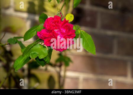 Blühender Rosenstrauch mit schöner roter Rose Stockfoto