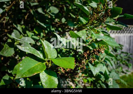 Fliederstrauchblätter mit sprießenden Samen in der Spätsommersonne. Stockfoto