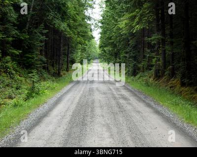 WA26657-00....WASHINGTON - Forest Road, Olympic Peninsula. Stockfoto