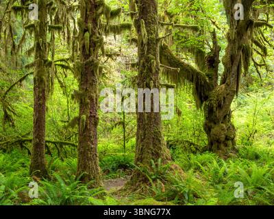 WA26663-00....WASHINGTON - gemischter Wald mit Laub- und Nadelbäumen entlang des Hoh River Trail, Olympic National Park. Stockfoto