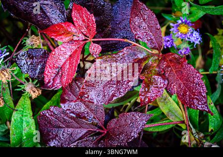 Nahaufnahme von roten und violetten Blättern, die im frühen Morgentau bedeckt sind, mit einigen verwelkten Blüten im Hintergrund. Stockfoto