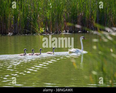 Ein stummer Schwan und ihre vier Zygneten gleiten über den See, gebadet in das sanfte Leuchten des frühen Morgensonnenaufgangs, umgeben von wilder Natur. Wilde stumme Schwäne in wildem Lebensraum. Stockfoto